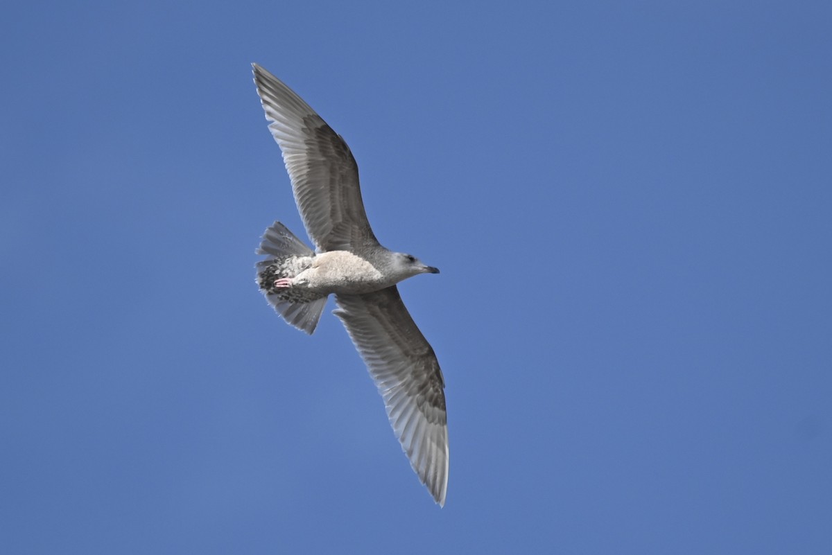 Gaviota Groenlandesa (thayeri) - ML615140034