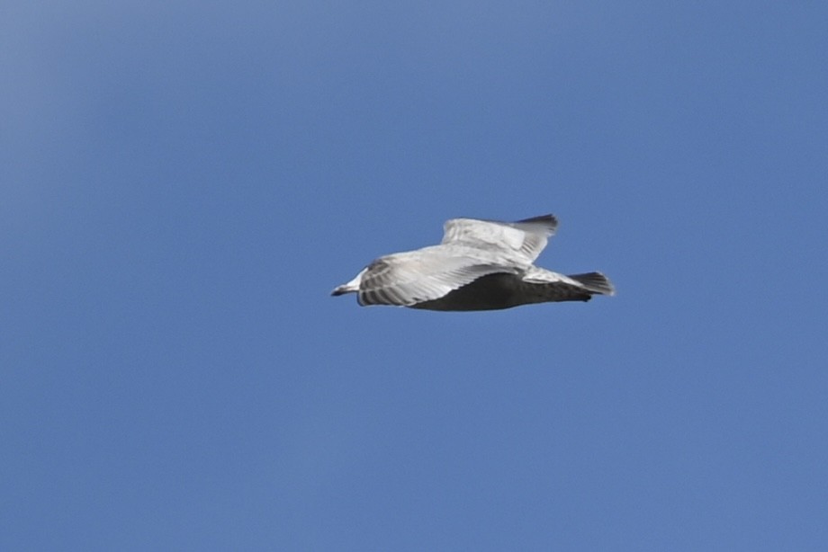 Gaviota Groenlandesa (thayeri) - ML615140035