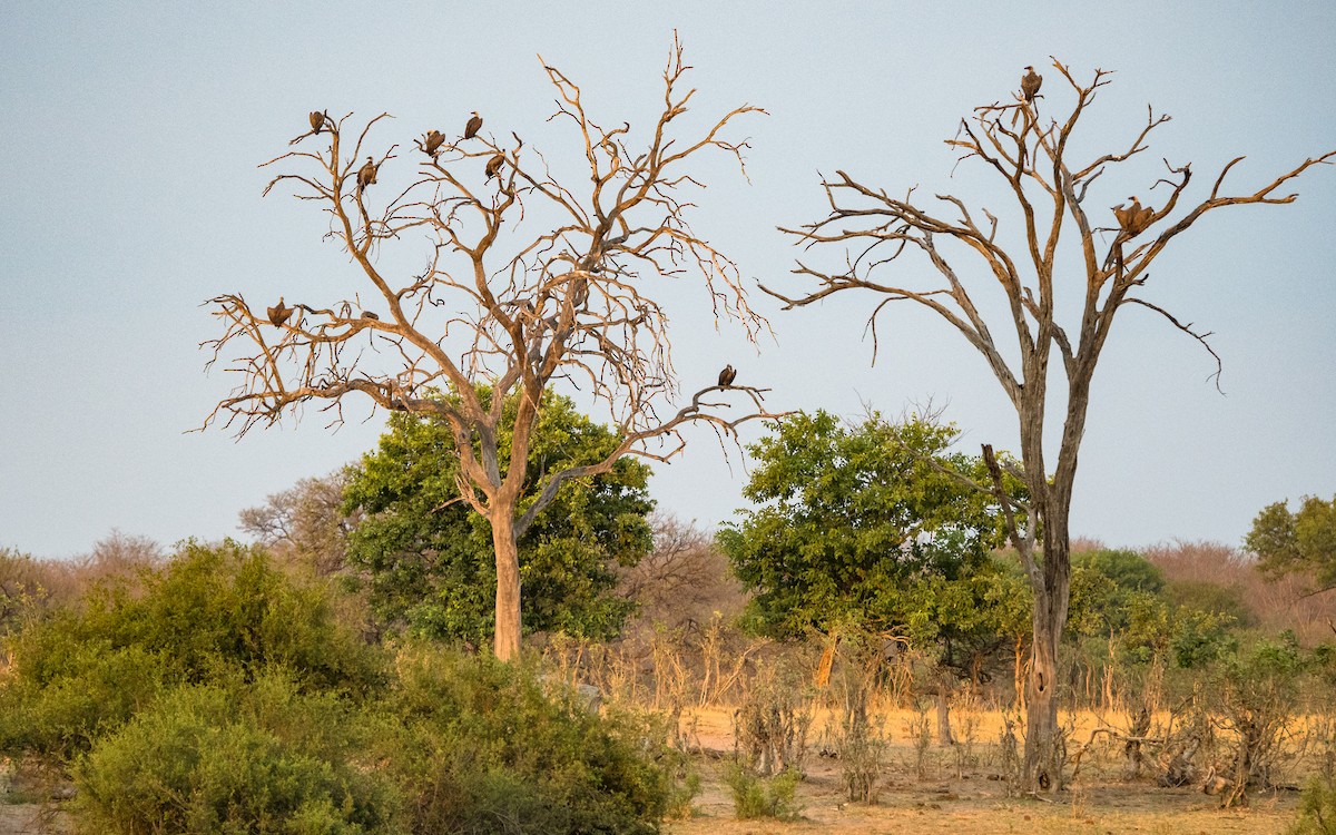 White-backed Vulture - ML615140046