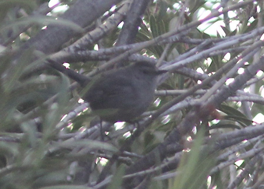 Gray Catbird - Caleb Gordon