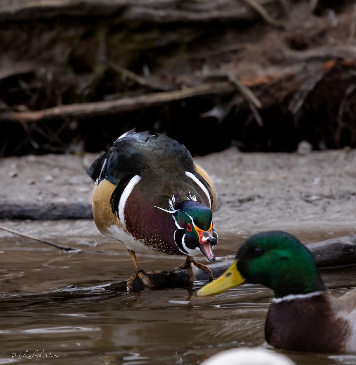 Wood Duck - ML615140191