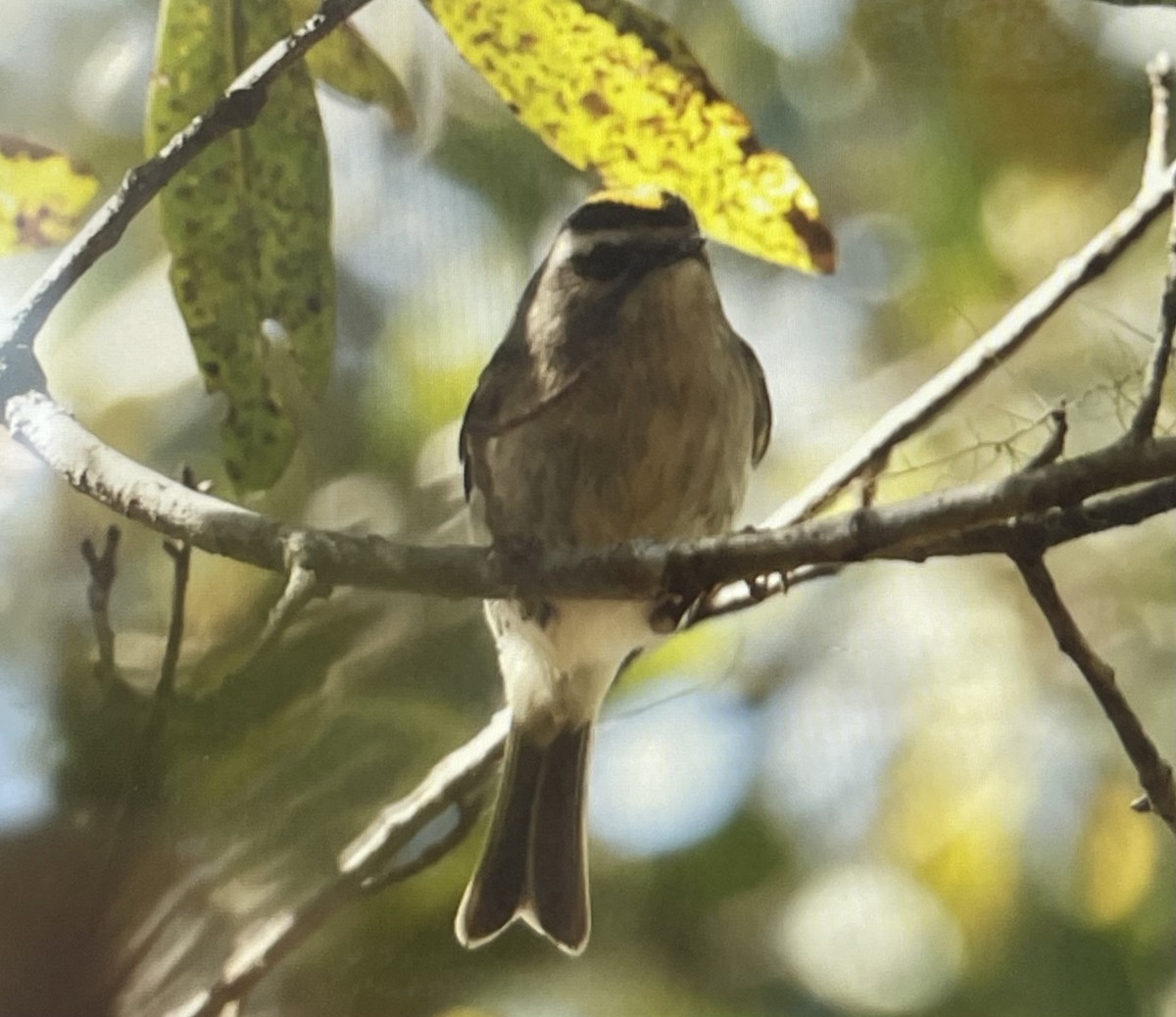 Roitelet à couronne dorée - ML615140195