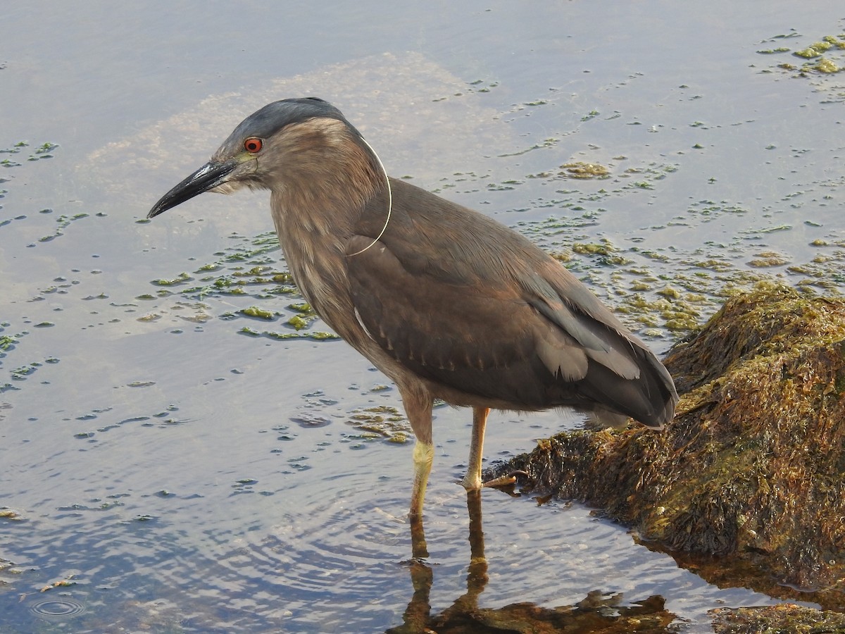 Black-crowned Night Heron - ML615140301