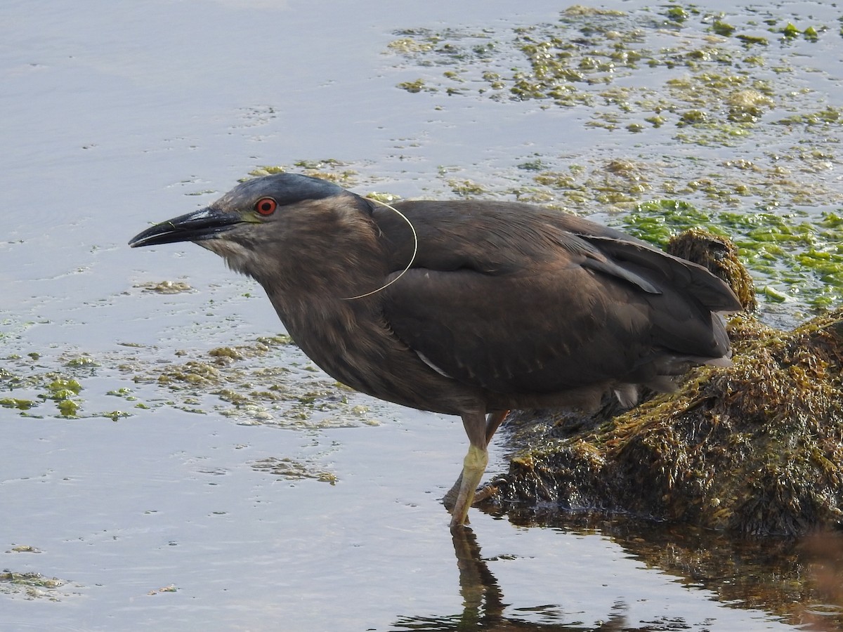 Black-crowned Night Heron - ML615140302