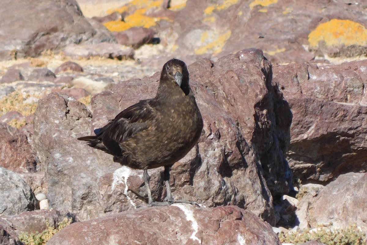 Brown Skua - ML615140328