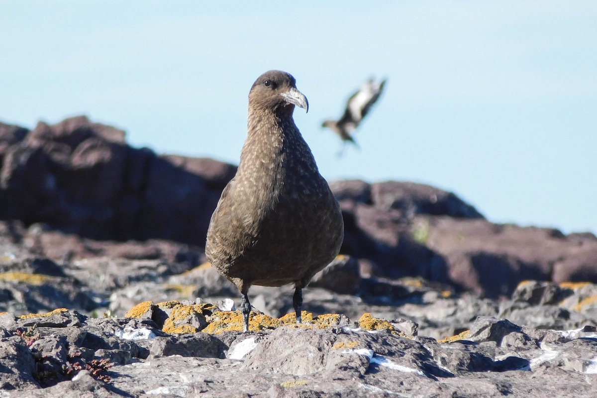 Brown Skua - ML615140329