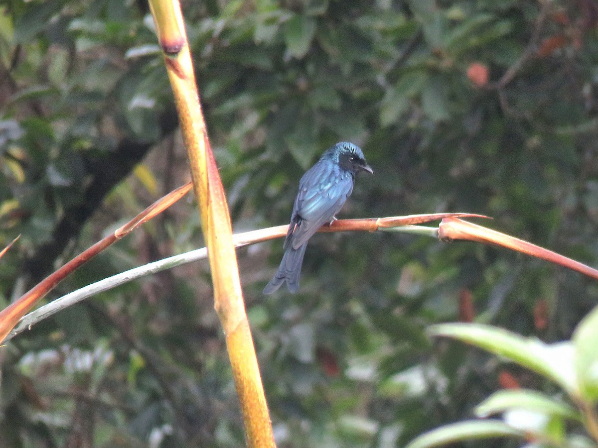 Bronzed Drongo - Jose Estrada