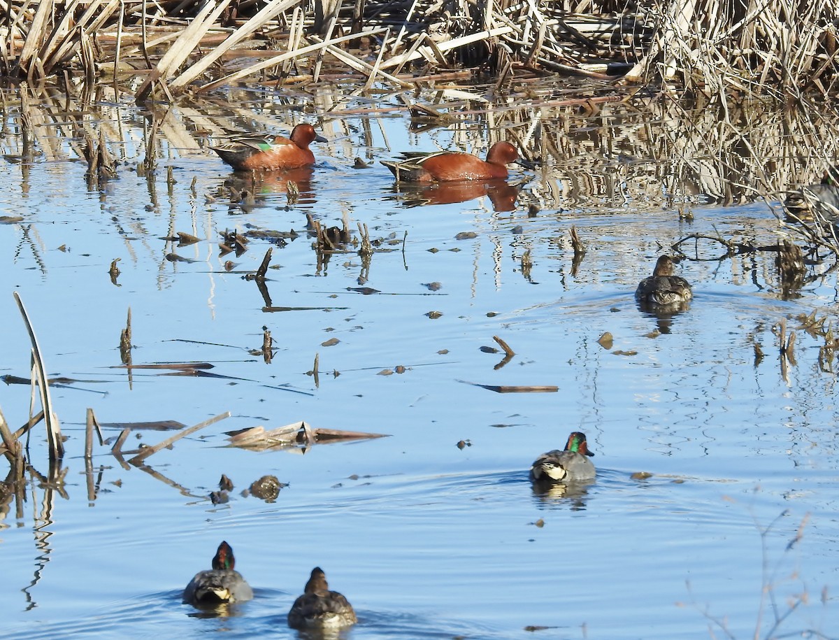 Cinnamon Teal - ML615140410