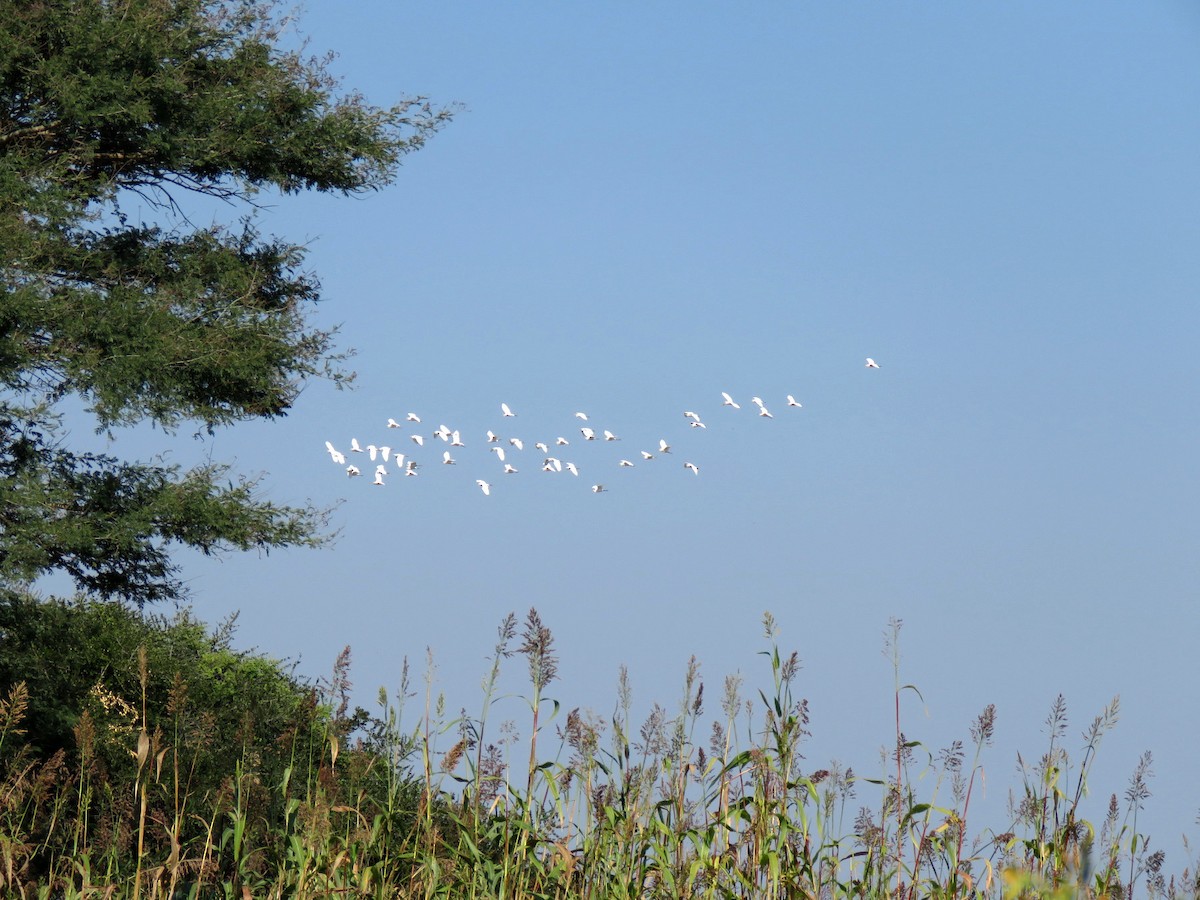 黃頭鷺 - ML615140411