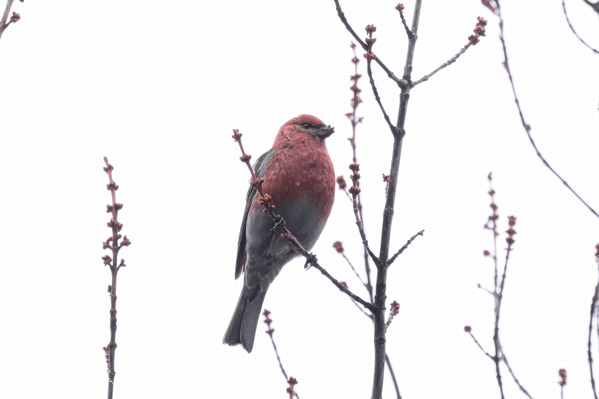 Pine Grosbeak - Kathy Hidalgo