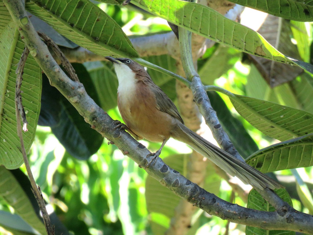 White-throated Babbler - Jose Estrada