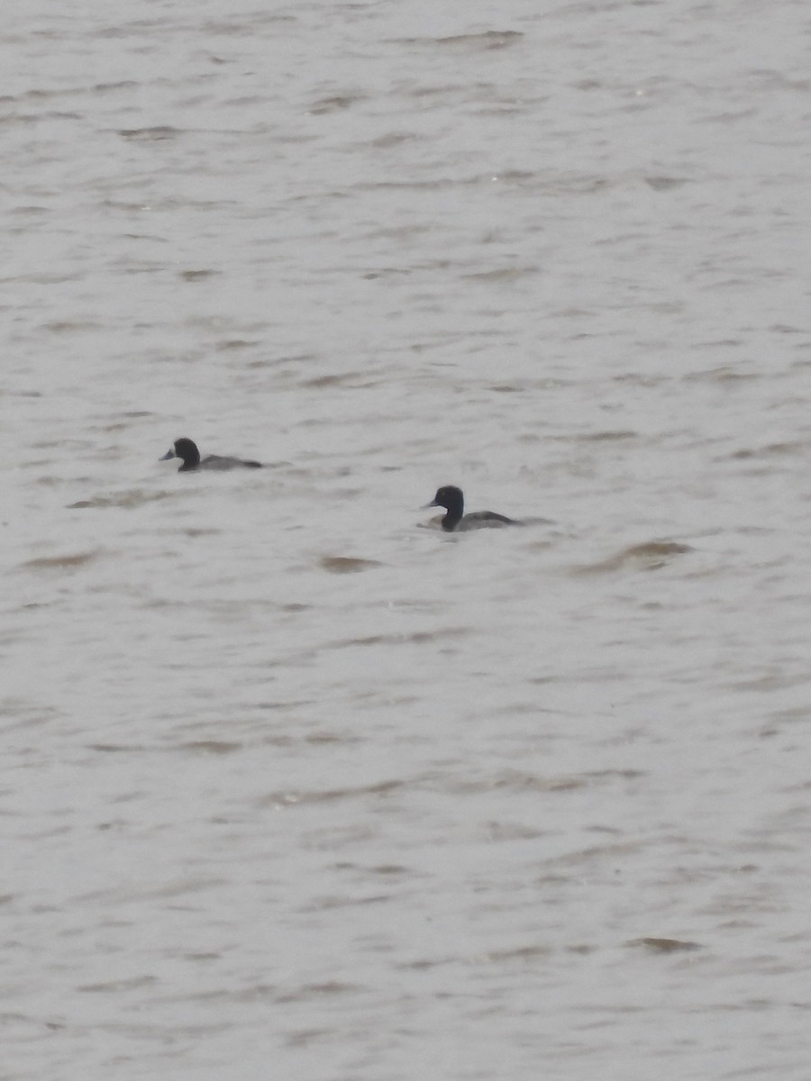 Greater Scaup - ML615140445