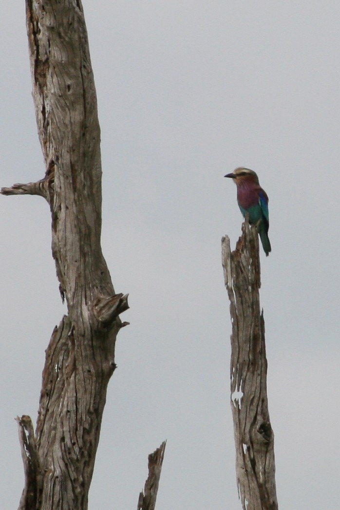 Lilac-breasted Roller - ML615140464