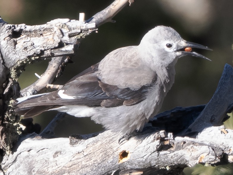 Clark's Nutcracker - ML615140468