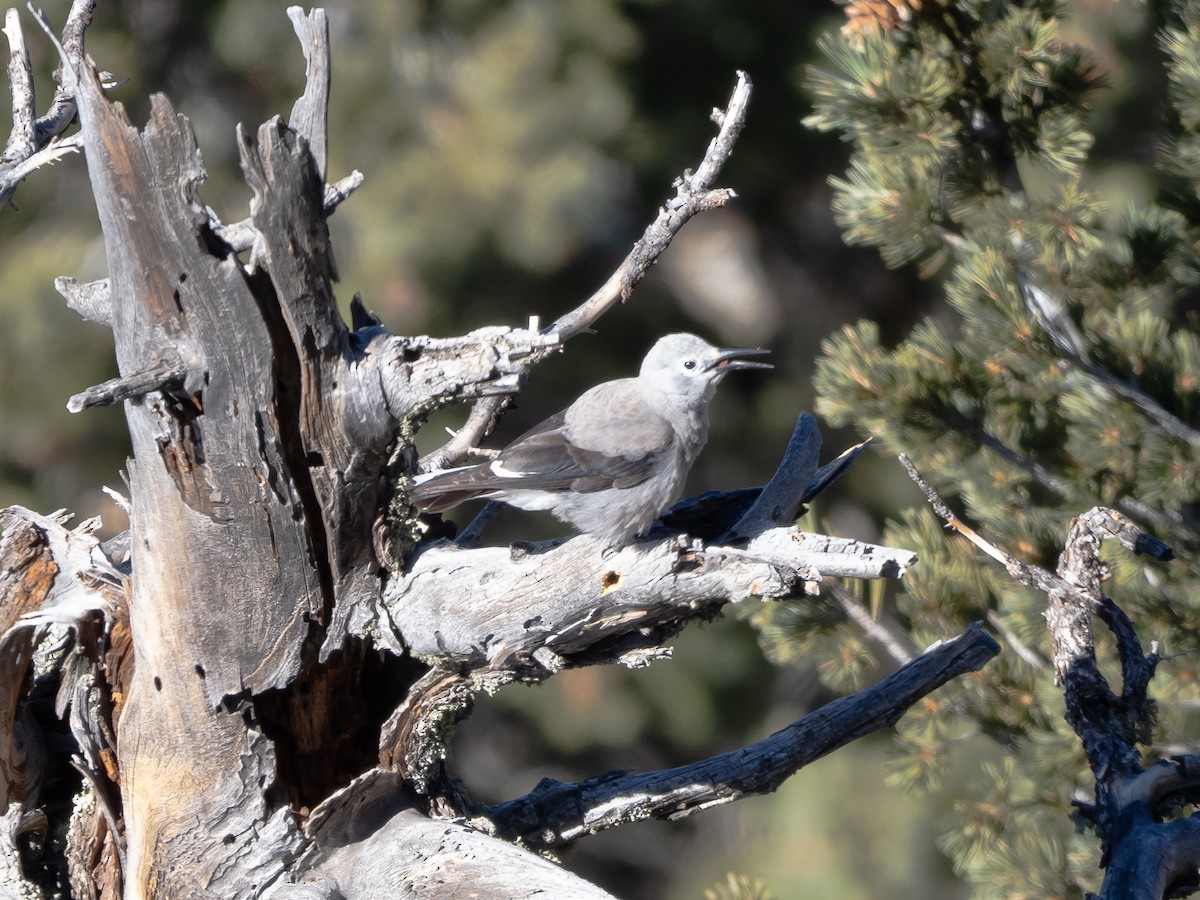 Clark's Nutcracker - ML615140470