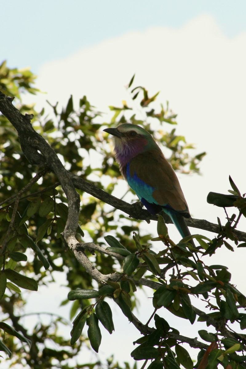 Lilac-breasted Roller - ML615140481