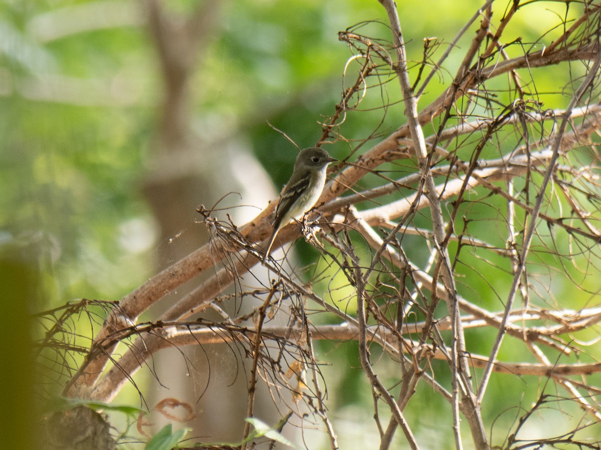 Least Flycatcher - ML615140534