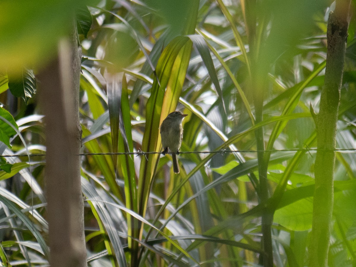 Least Flycatcher - ML615140539