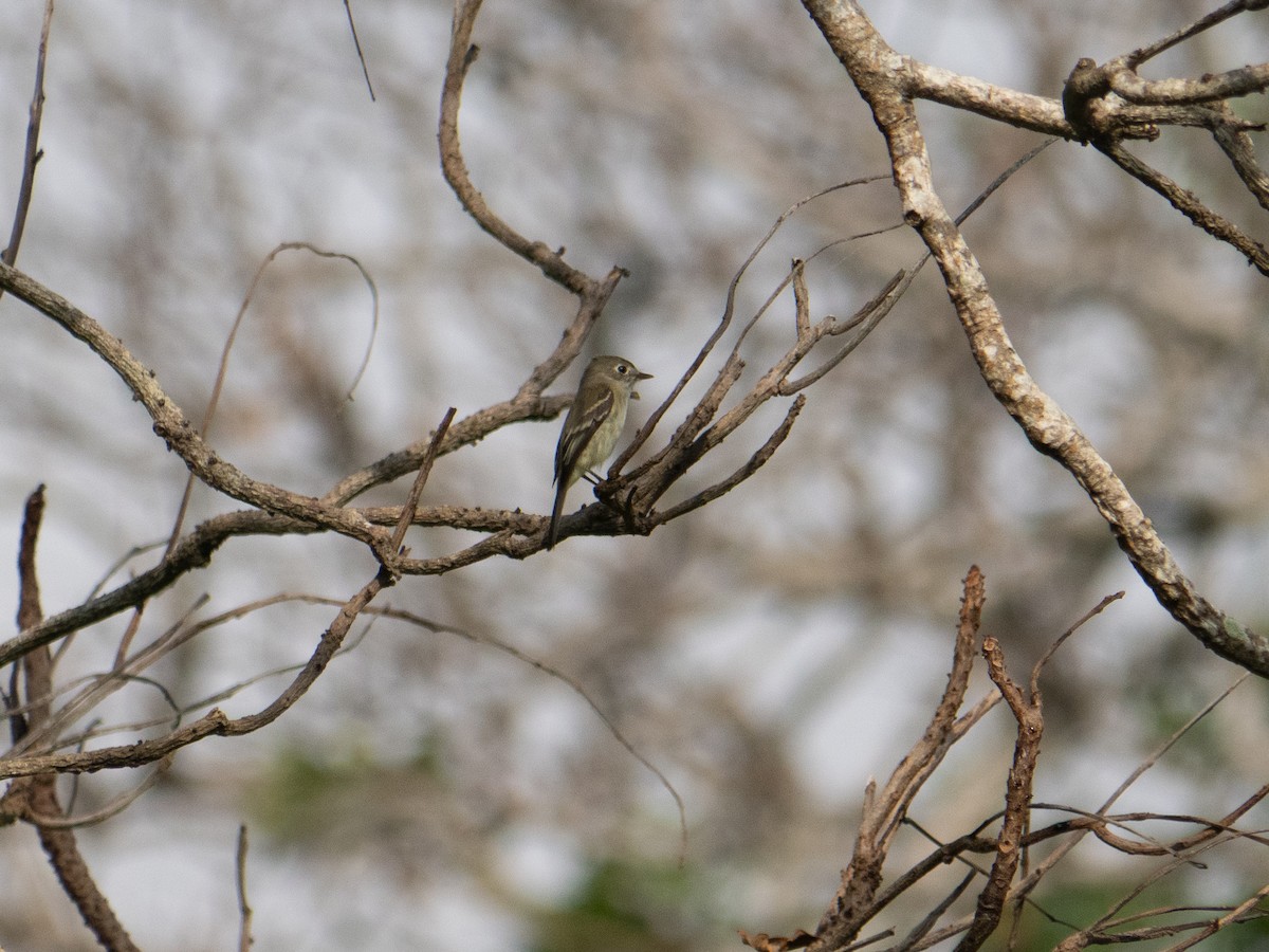 Least Flycatcher - ML615140541