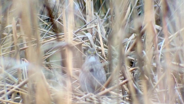 Seaside Sparrow - ML615140543