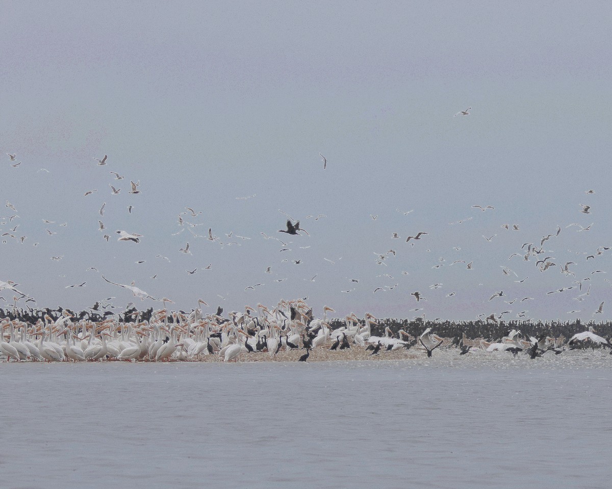 American White Pelican - ML615140604