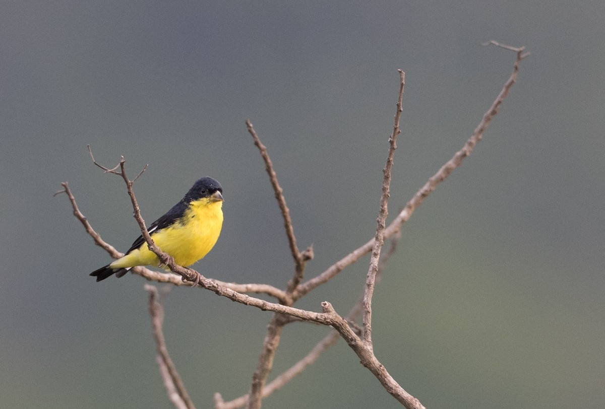 Lesser Goldfinch - ML61514061