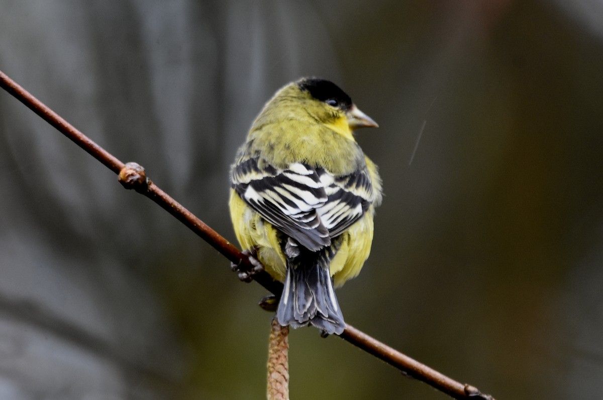 Lesser Goldfinch - ML615140622