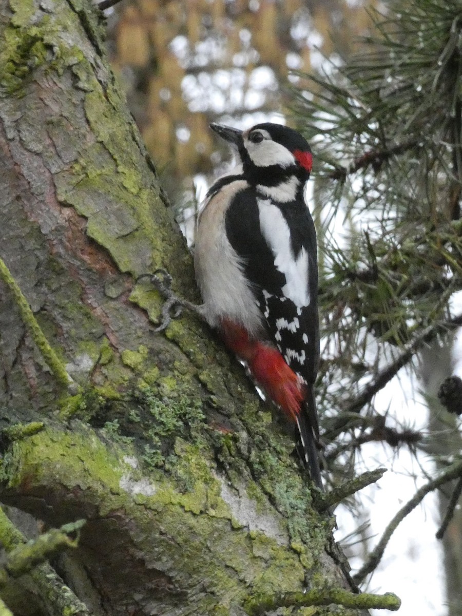 Great Spotted Woodpecker - ML615140636