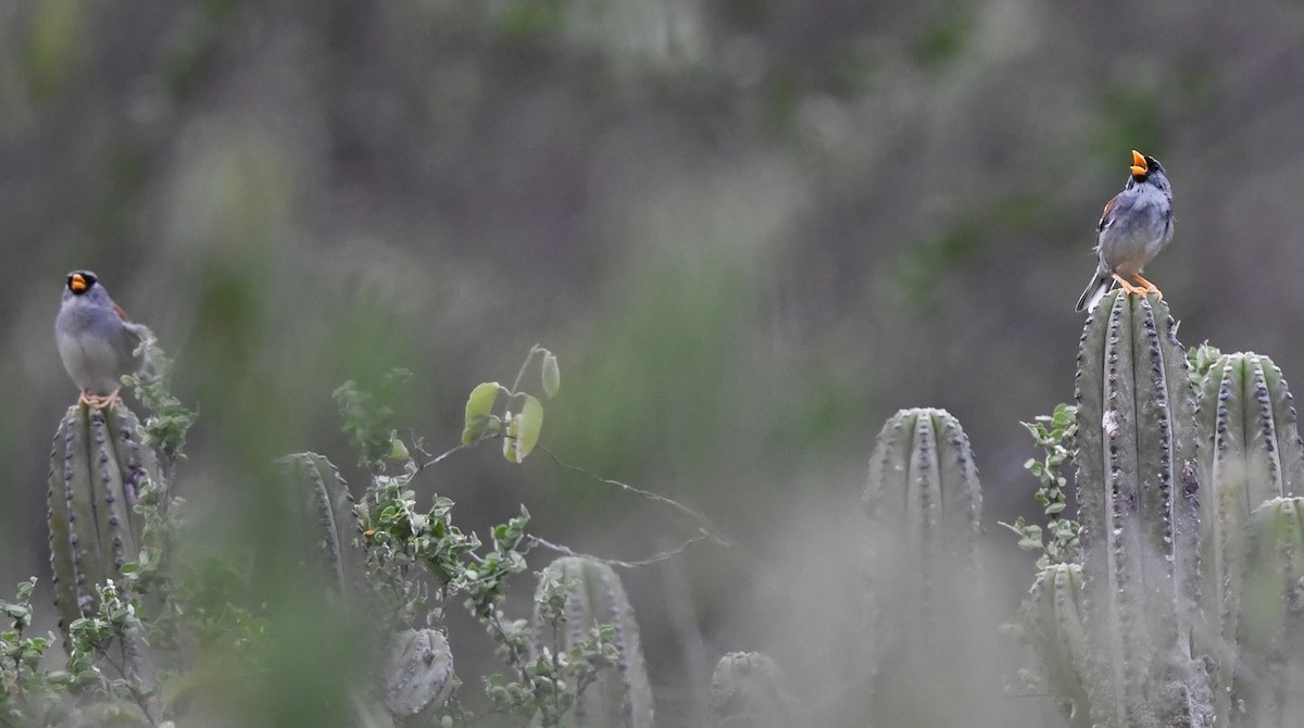 Little Inca-Finch - ML615140702