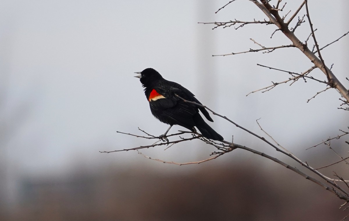Red-winged Blackbird - David Blevins