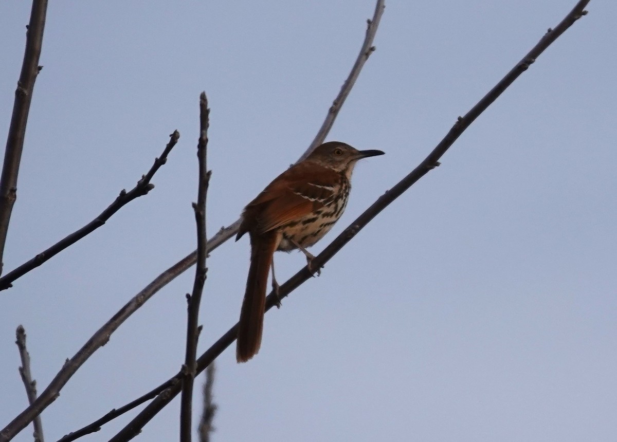 Brown Thrasher - ML615140743