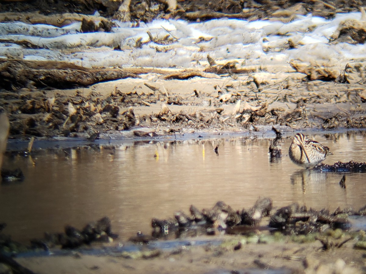 Wilson's Snipe - ML615140746