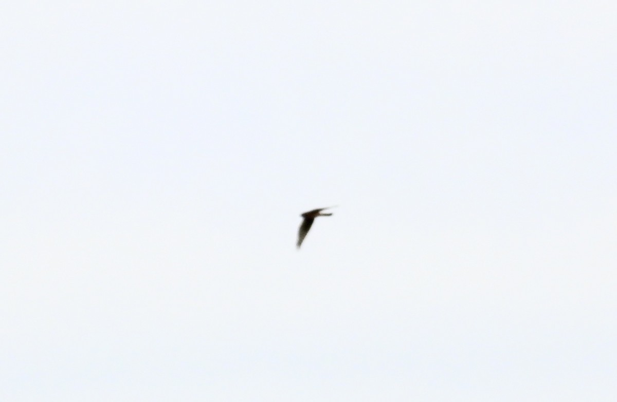 Hen Harrier - ML615140805