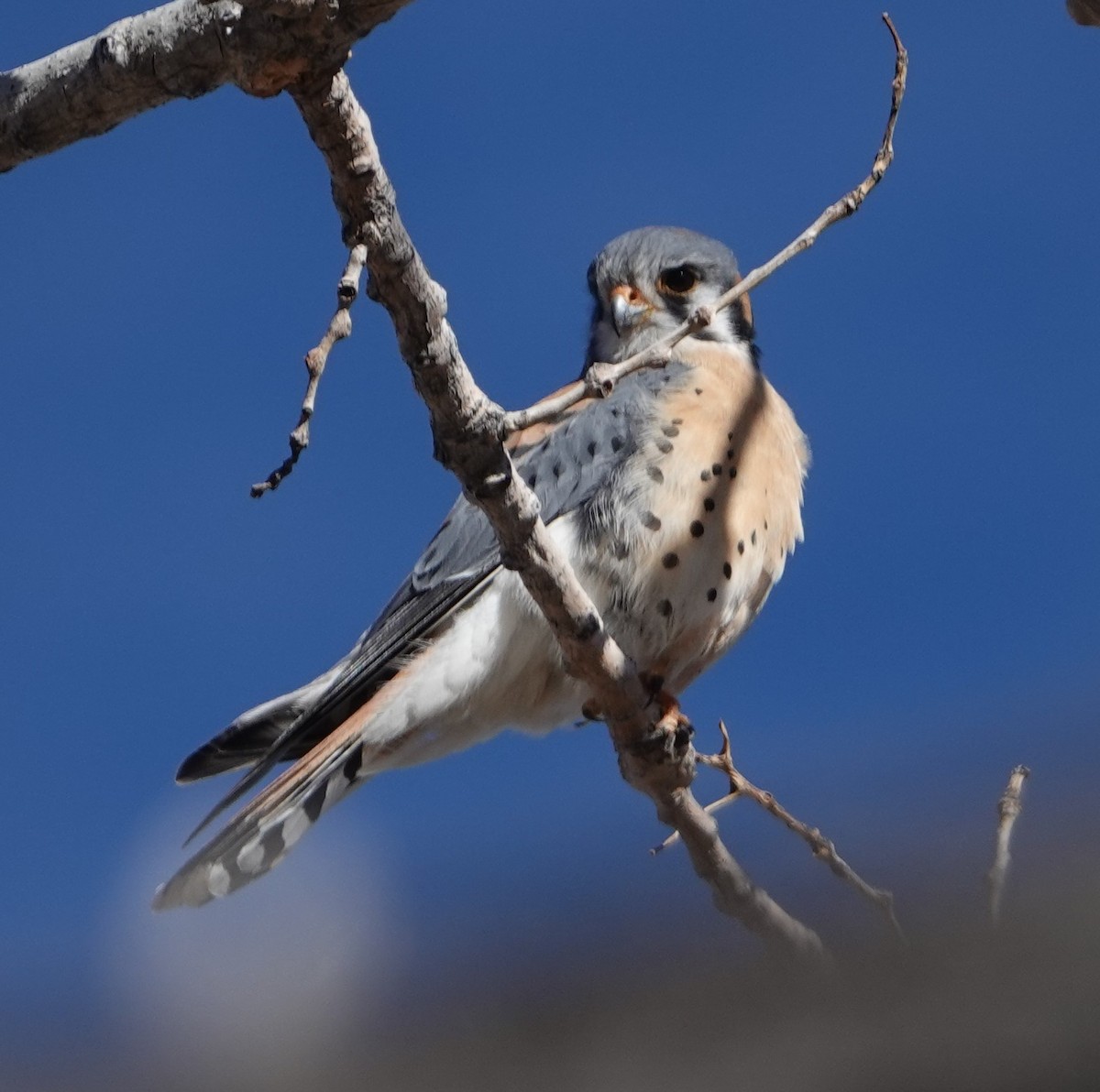 American Kestrel - ML615140807