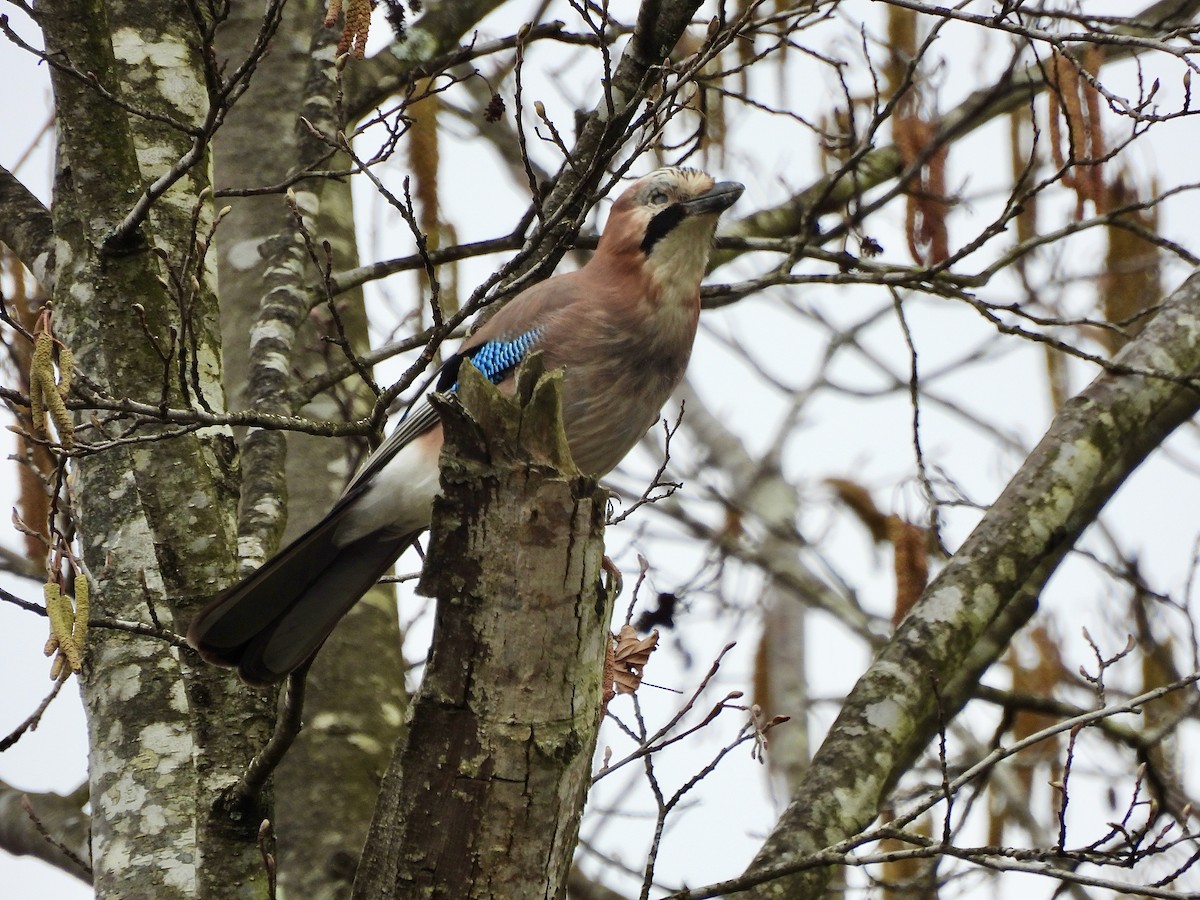 Eurasian Jay - ML615140820