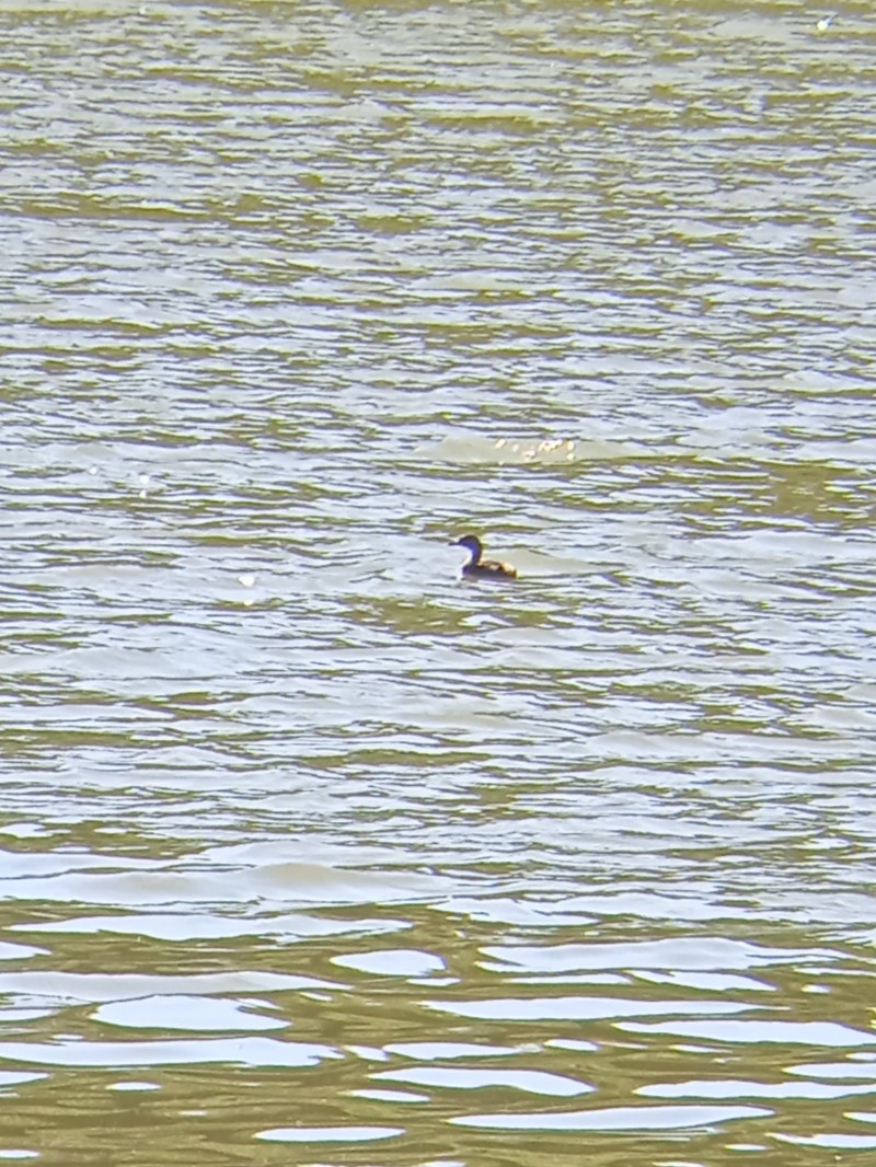 Pied-billed Grebe - Vladimir Cañizares