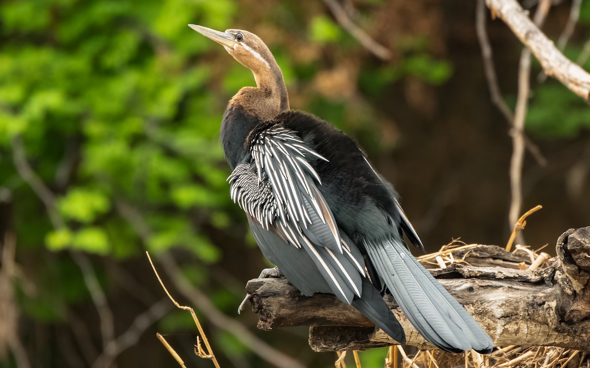 Afrika-Schlangenhalsvogel - ML615140883