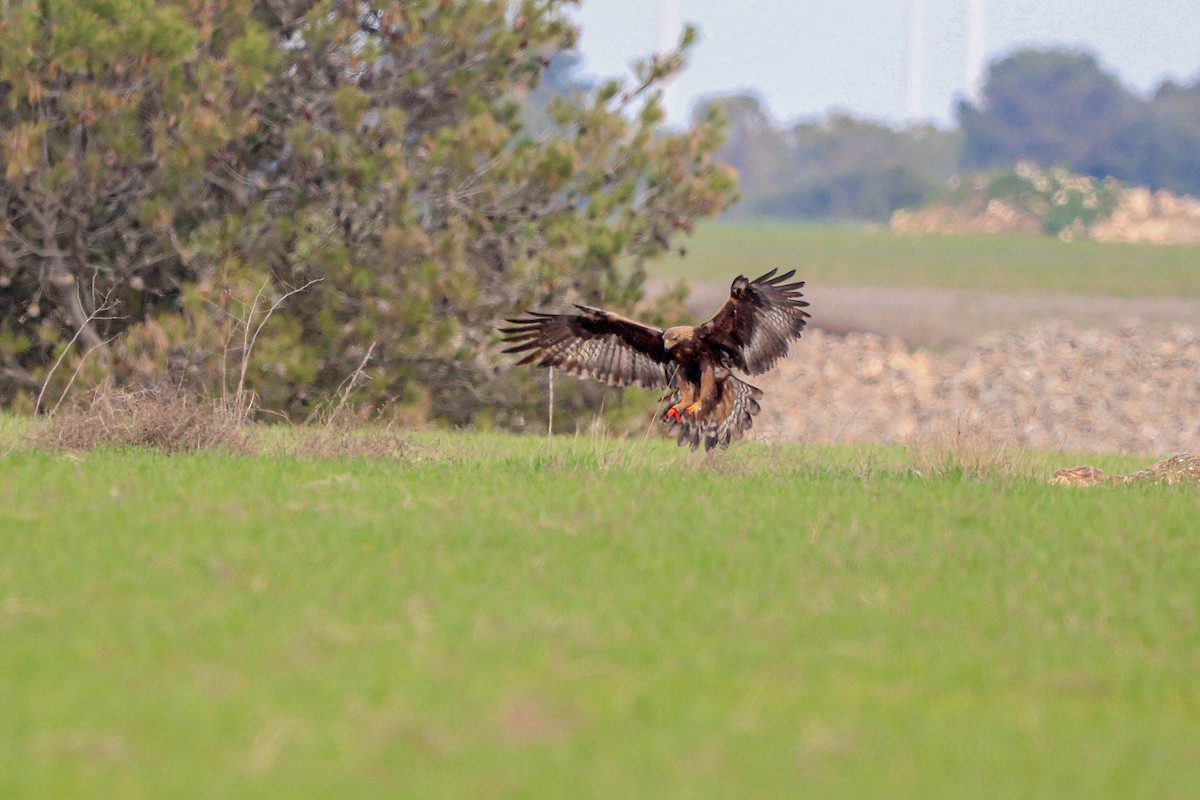 Golden Eagle - ML615140912