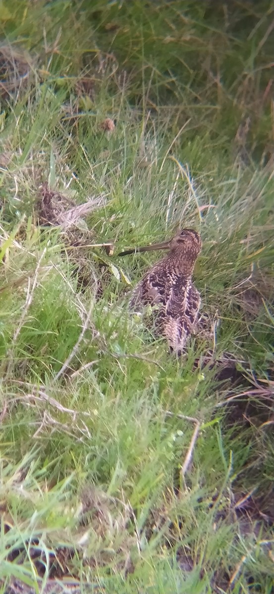 Noble Snipe - ML615140942