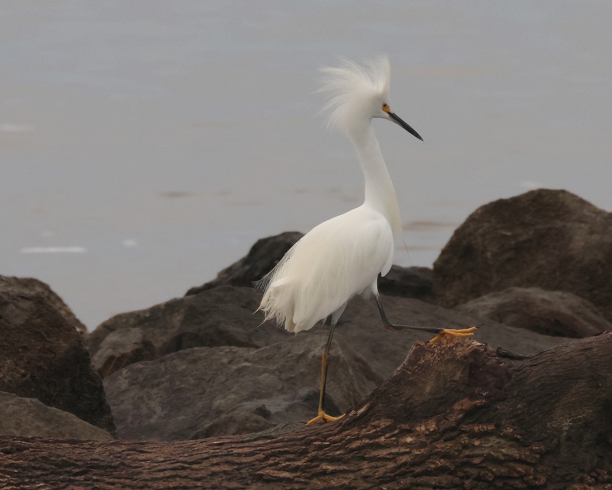 Snowy Egret - Rick Kittinger