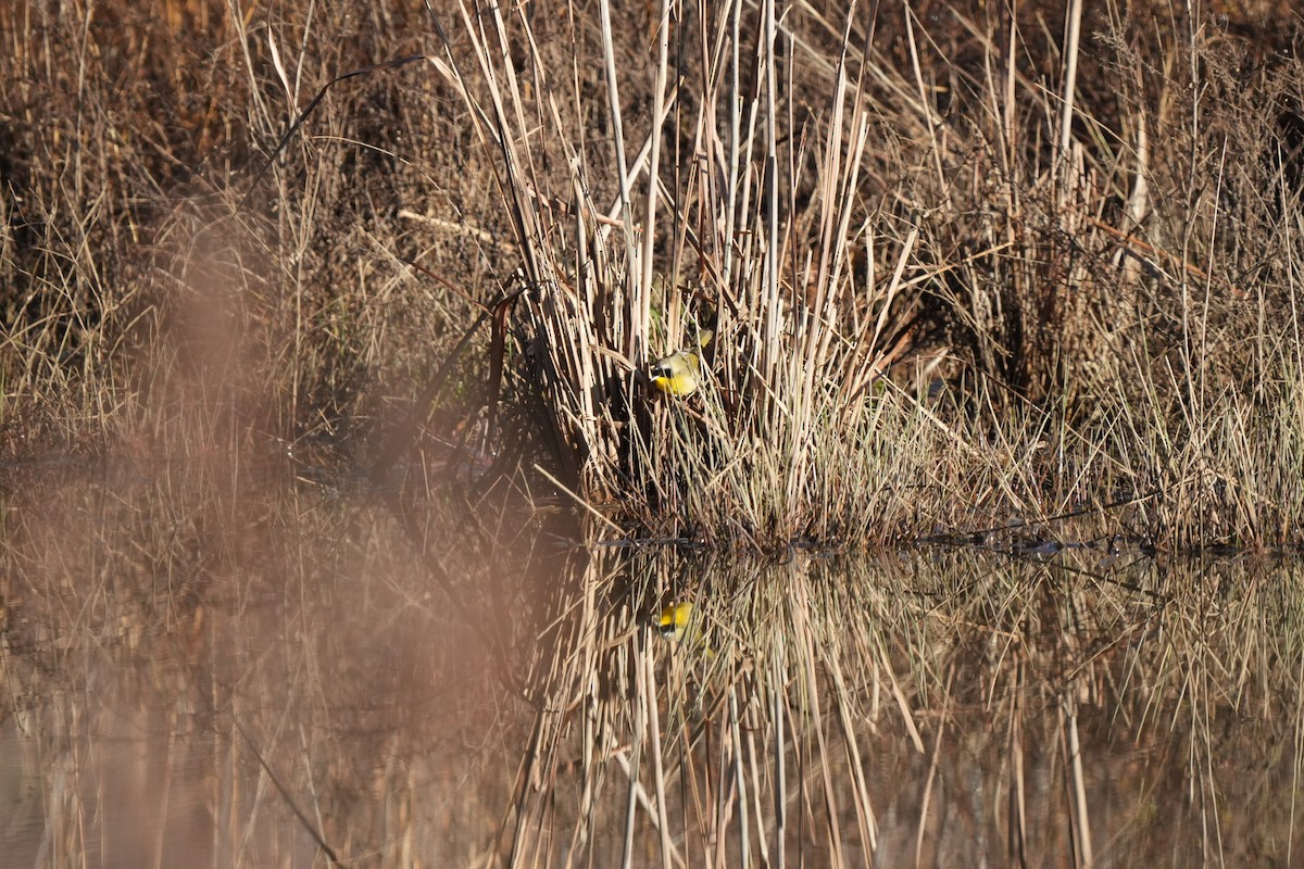 Common Yellowthroat - ML615141043