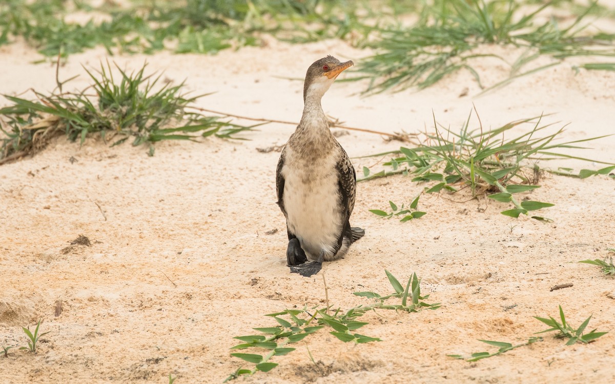 Long-tailed Cormorant - Sveinung Sigbjørnsen