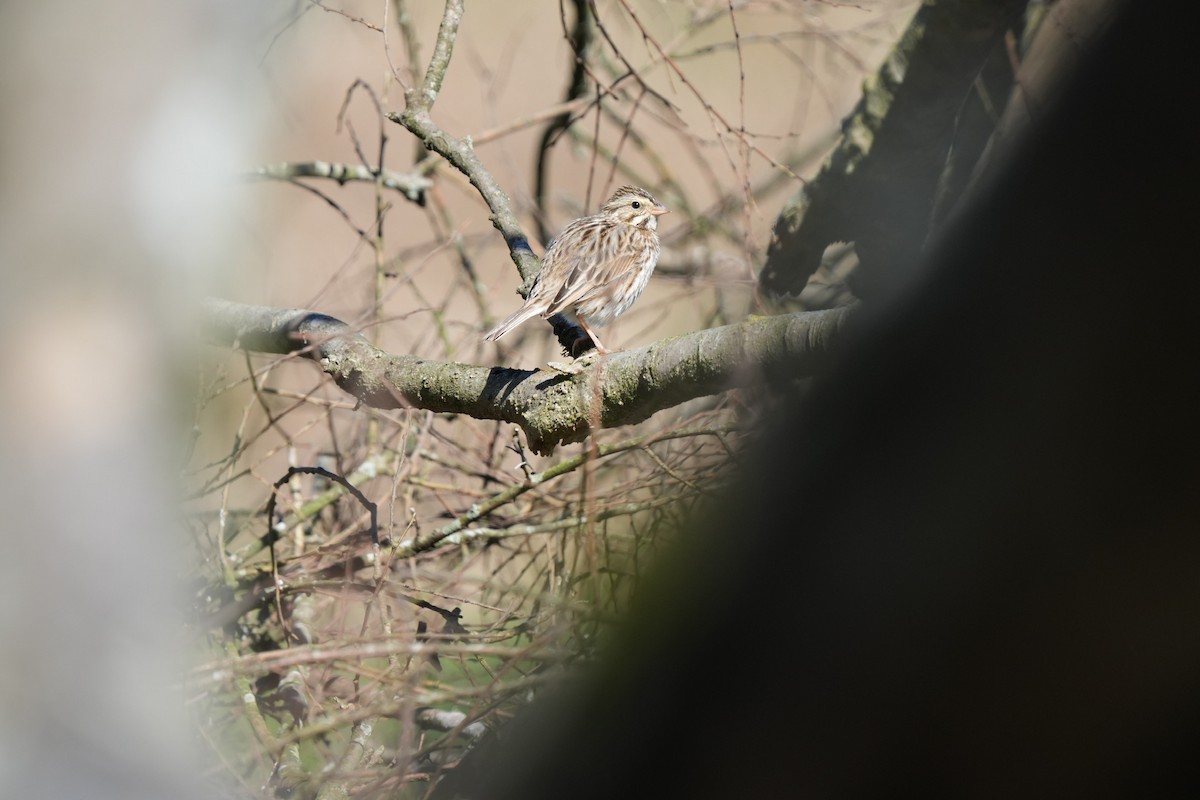 Savannah Sparrow - ML615141060