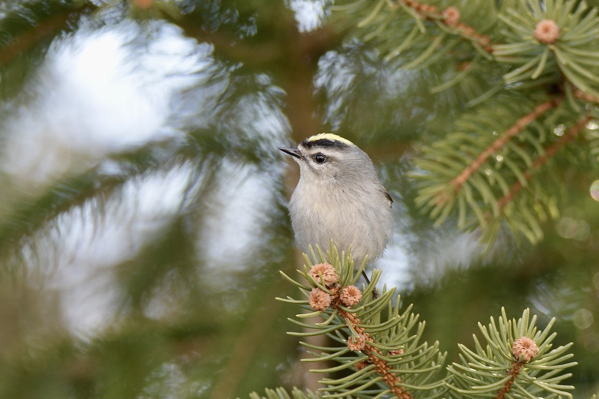 Golden-crowned Kinglet - ML615141089