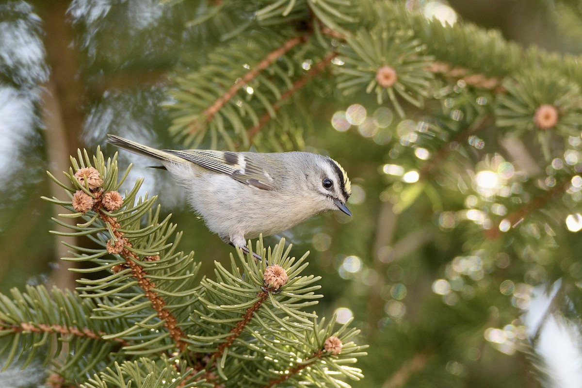 Golden-crowned Kinglet - ML615141091