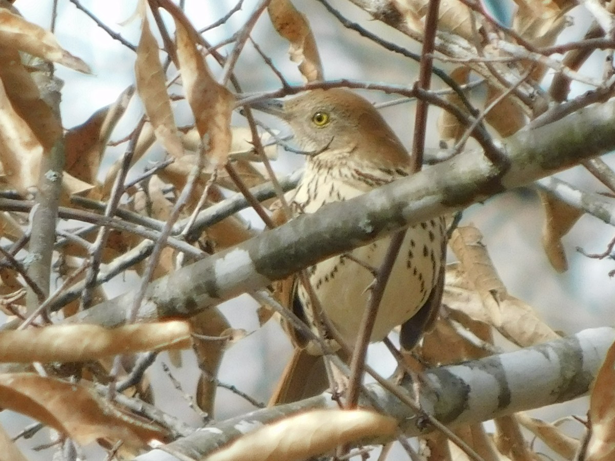 Brown Thrasher - Monica Potter