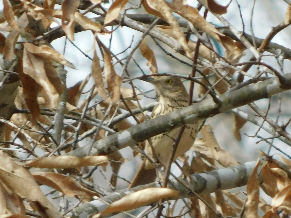 Brown Thrasher - ML615141097