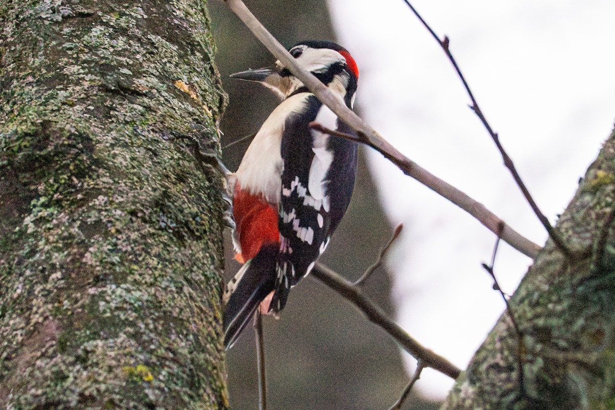 Great Spotted Woodpecker - ML615141208