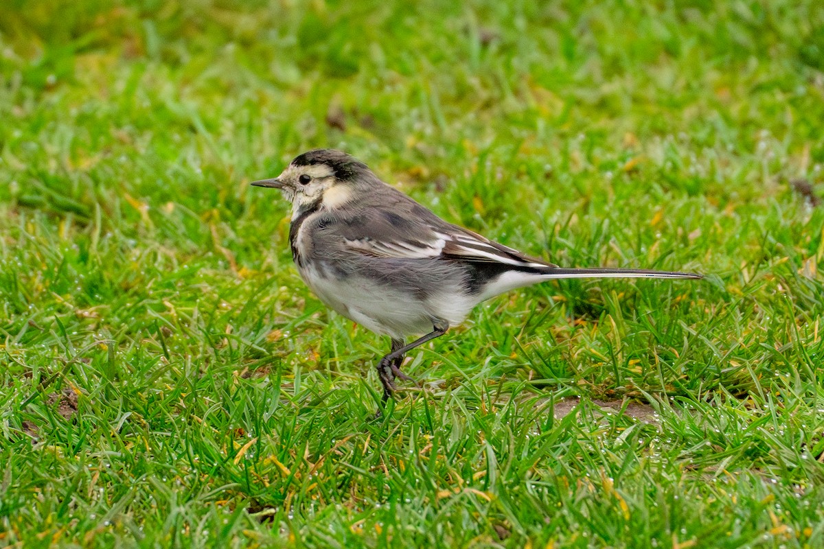 White Wagtail (British) - ML615141226