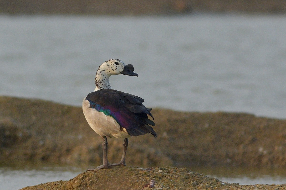 Knob-billed Duck - ML615141260